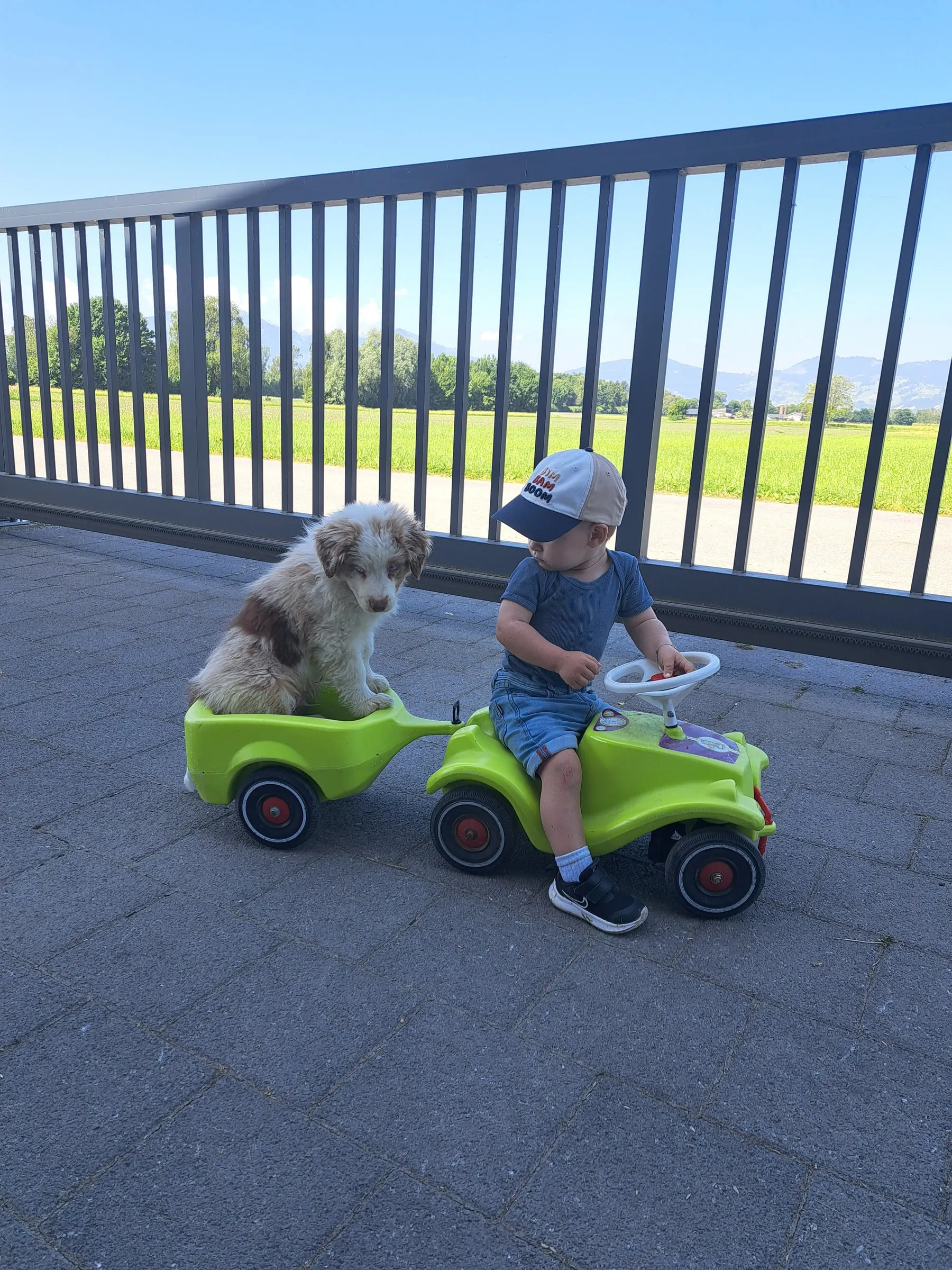 Welpe Buddy sitzt im Anhänger eines Bobbycars, ein Kleinkind am Steuer