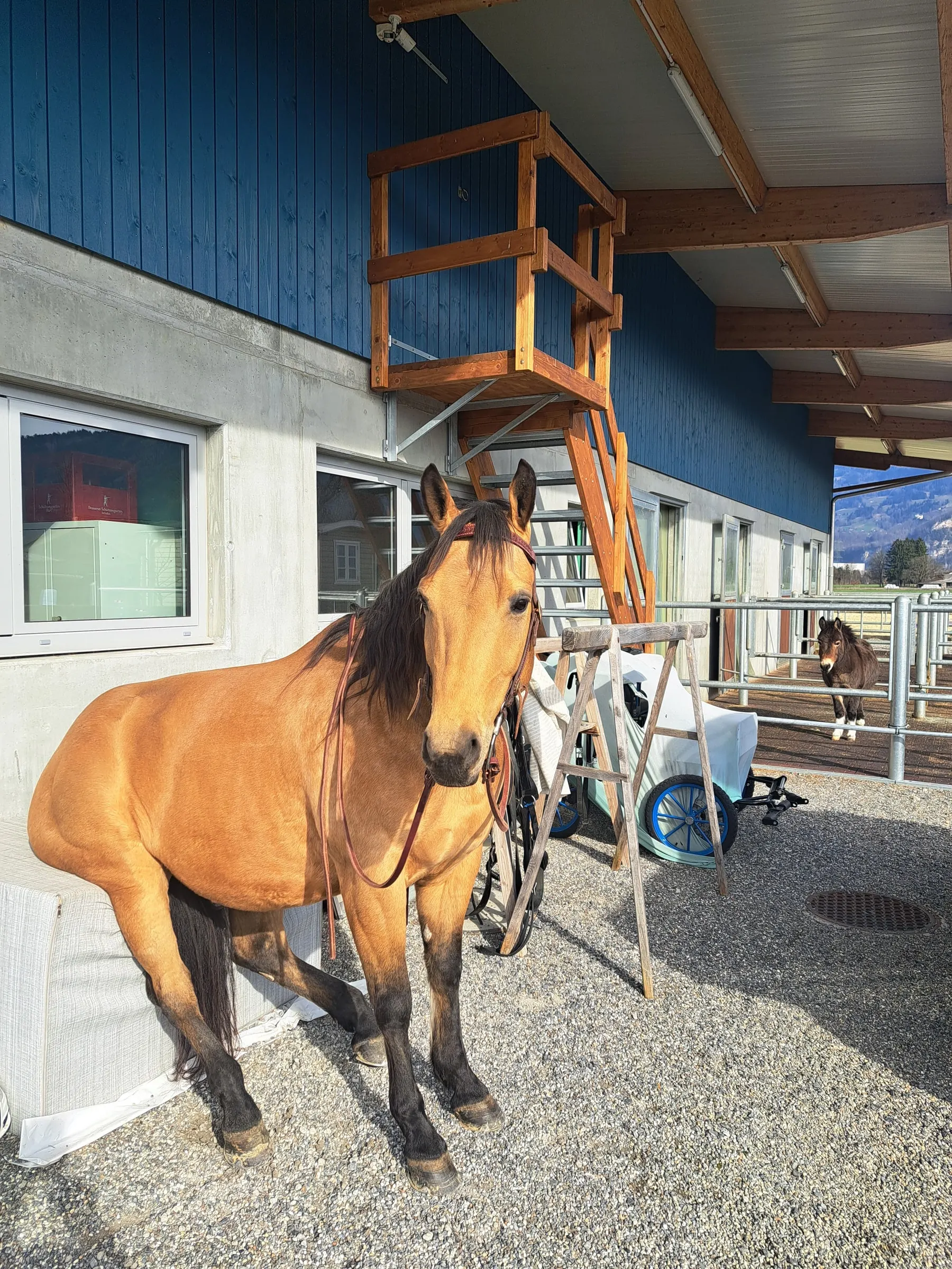 Sunny steht angebunden vor dem Stall, Sebastian schaut vom Auslauf zu